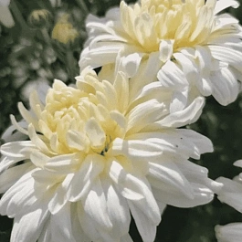 Хризантема корейская Белая Ночь