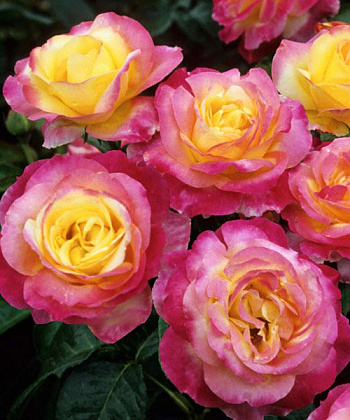 Роза флорибунда Шейлас Парфюм