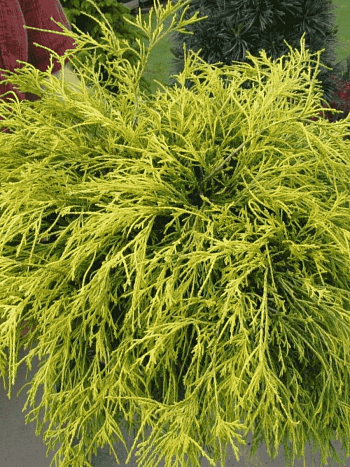 Кипарисовик горохоплодный Golden Mop