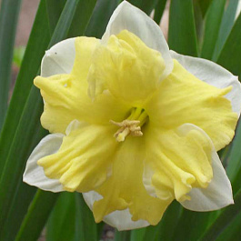 Нарцисс с расщепленной коронкой Бельканто