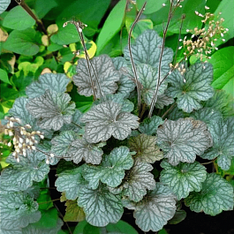 Гейхера Pinot Noir