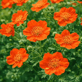 Гравилат ярко-красный Tosai