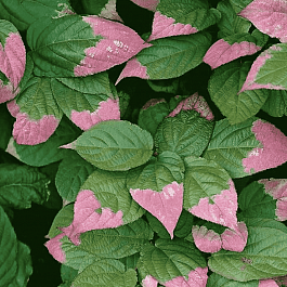 Актинидия коломикта Adam