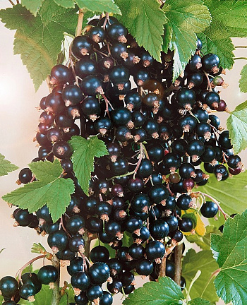 Смородина черная Фортуна