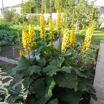 Бузульник узколистный Рокет