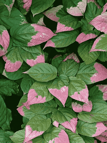 Актинидия коломикта Adam