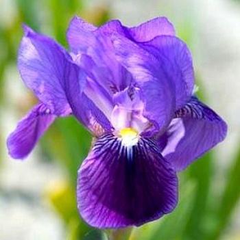 Ирис карликовый Atroviolacea