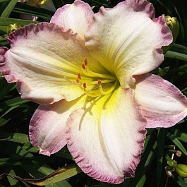 Лилейник гибридный Сил ов Эпрувел