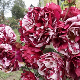 Роза чайно-гибридная Имэджин