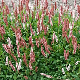 Горец родственный Darjeeling Red