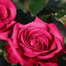 Роза Чайно-гибридная  Hot Explorer