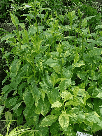 Солидаго  извилистостебельный Variegata