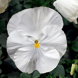 Виола крупноцветковая Колоссус Вайт