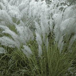 Вейник коротковолосистый