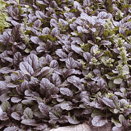 Живучка ползучая Mini Mahogany