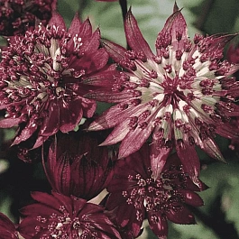 Астранция большая Ruby Cloud