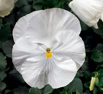 Виола крупноцветковая Колоссус Вайт