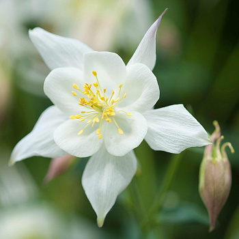 Аквилегия гибридная Спринг Мэджик Вайт НАБОР 2ШТ