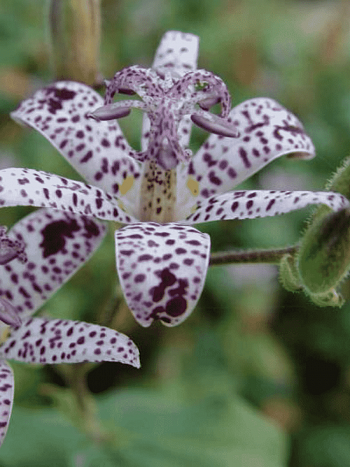 Трициртис коротковолосистый