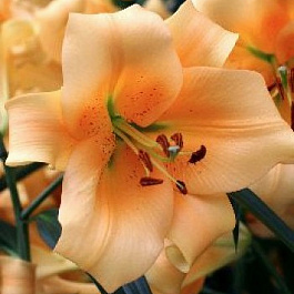 Лилия ОТ-гибрид Салтарелло