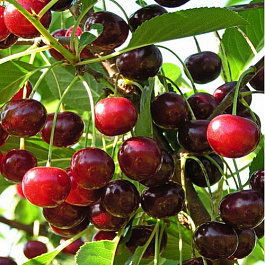 Вишня Жердевская красавица