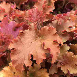 Гейхера Gojiberry