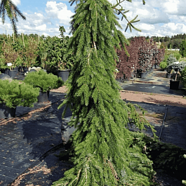 Ель сербская Pendula