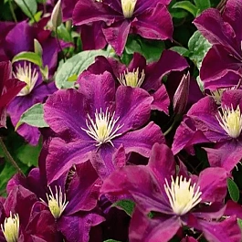 Клематис Warszawska Nike