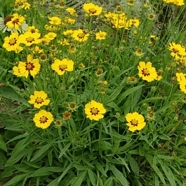Кореопсис крупноцветковый Sterntaler