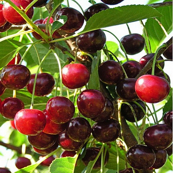 Вишня Жердевская красавица