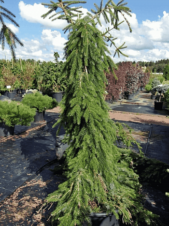 Ель сербская Pendula