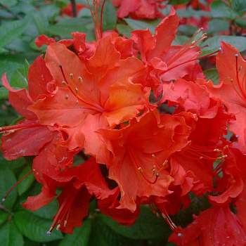 Азалия гибридная Хотспур ред