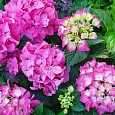 Гортензия крупнолистная Forever and ever Pink
