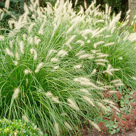 Пеннисетум лисохвостный