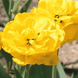 Тюльпан Yellow Pomponette