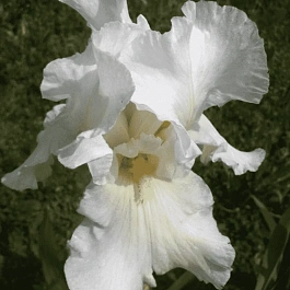 Ирис германский Bianca