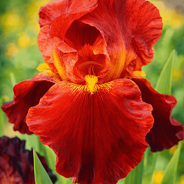 Ирис германский Sultan's Palace