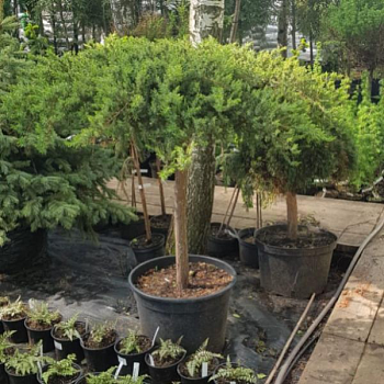Можжевельник обыкновенный green carpet на штамбе