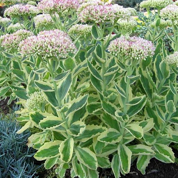 Седум гибридный Элсис Голд