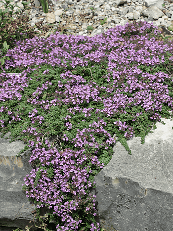 Тимьян ползучий Atropurpureum