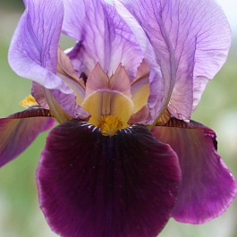 Ирис бородатый Камерун