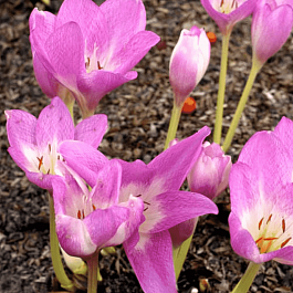 Колхикум Rosy Dawn