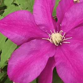 Клематис гибридный Sunset