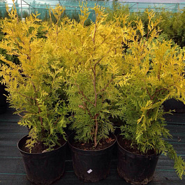 Туя западная Голден Брабант Туя западная Голден Брабант