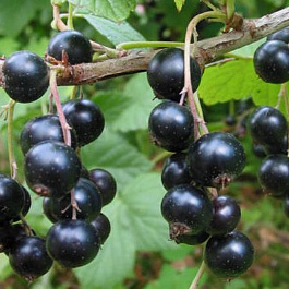 Смородина черная Петербурженка