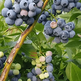 Голубика высокорослая Denis Blue