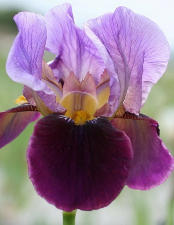 Ирис бородатый Камерун