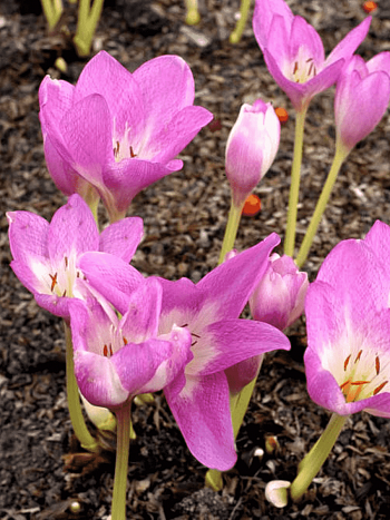 Колхикум Rosy Dawn