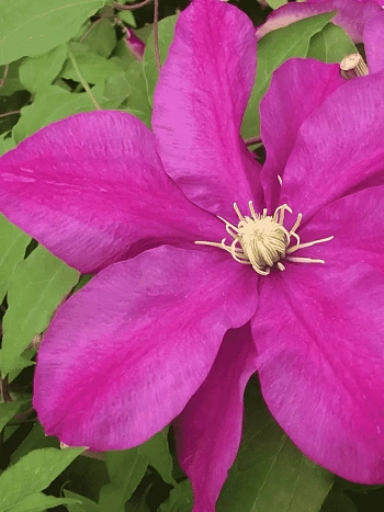 Клематис гибридный Sunset