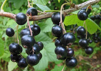 Смородина черная Петербурженка